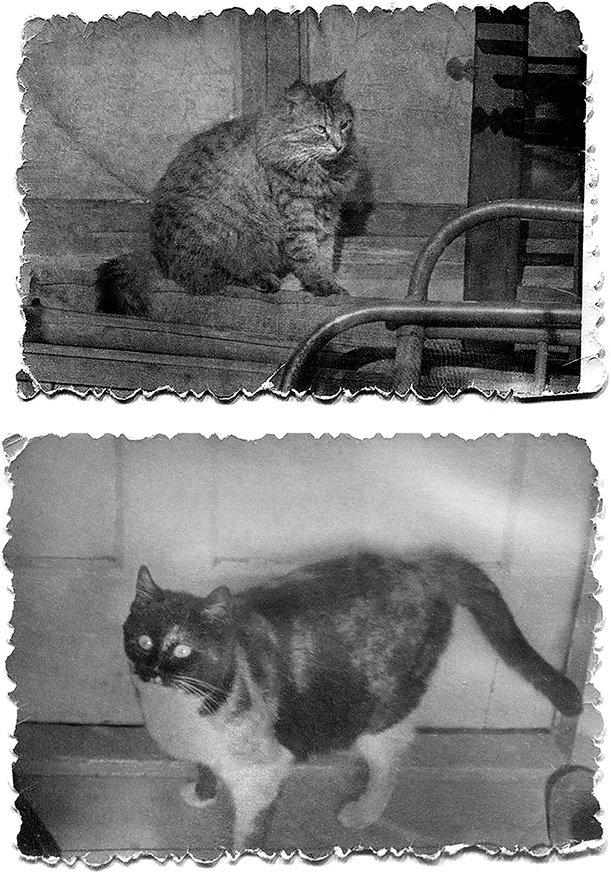 Иллюстрация к книге — Наша счастливая треклятая жизнь [i_035.jpg]