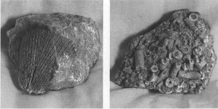 Иллюстрация к книге — Русанов [i_053.jpg]