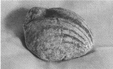 Иллюстрация к книге — Русанов [i_065.jpg]