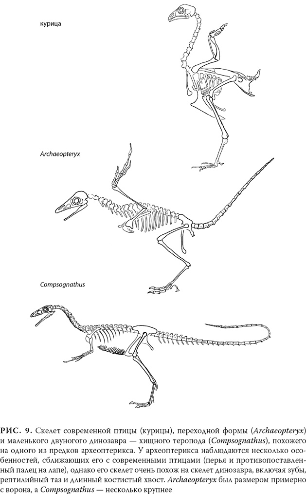 Иллюстрация к книге — Эволюция: Неопровержимые доказательства [i_012.jpg]