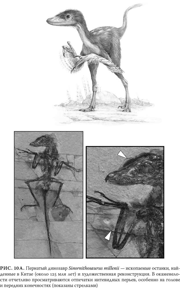 Иллюстрация к книге — Эволюция: Неопровержимые доказательства [i_013.jpg]