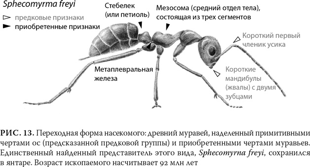 Иллюстрация к книге — Эволюция: Неопровержимые доказательства [i_017.jpg]