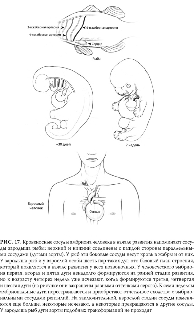 Иллюстрация к книге — Эволюция: Неопровержимые доказательства [i_021.jpg]
