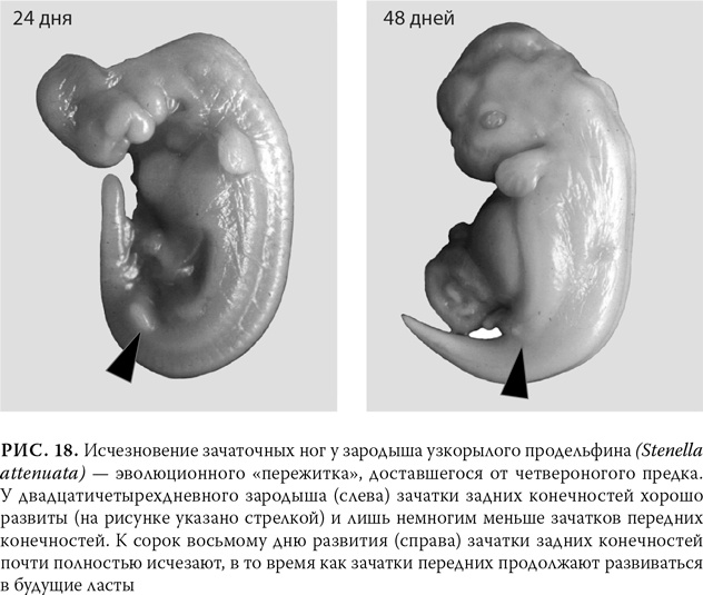 Иллюстрация к книге — Эволюция: Неопровержимые доказательства [i_022.jpg]