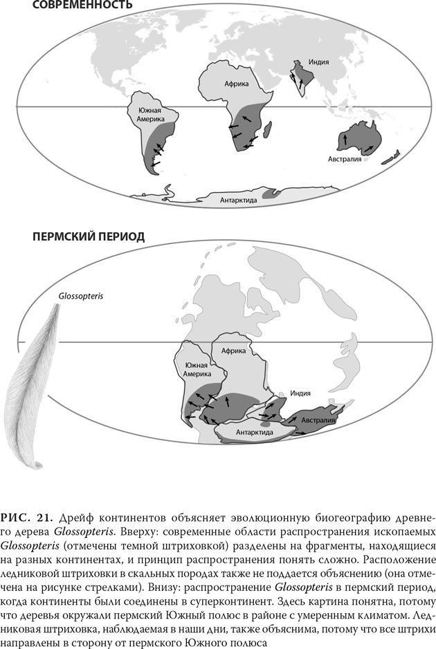 Иллюстрация к книге — Эволюция: Неопровержимые доказательства [i_025.jpg]