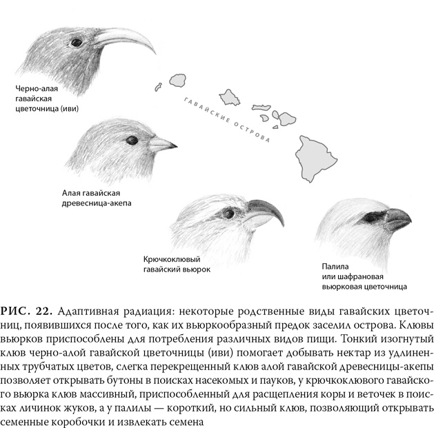 Иллюстрация к книге — Эволюция: Неопровержимые доказательства [i_026.jpg]