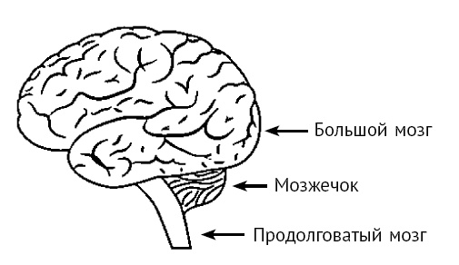 Иллюстрация к книге — "Думай и богатей!" для женщин. Расстанься с безденежьем! Начни привлекать деньги! [i_009.jpg]