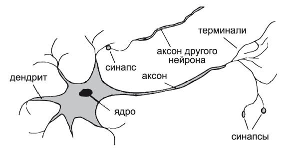 Иллюстрация к книге — Вся фигня - от мозга?! Простая психосоматика для сложных граждан [i_002.jpg]