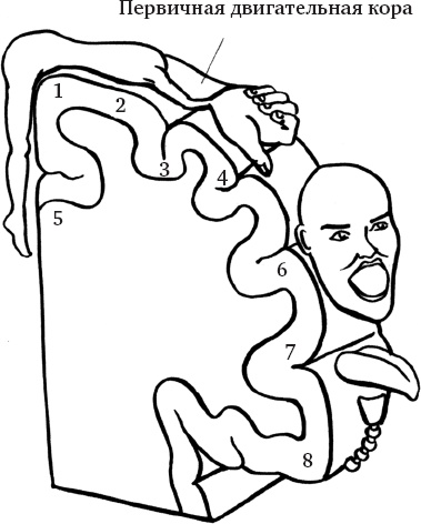 Иллюстрация к книге — Атлетичный мозг. Как нейробиология совершает революцию в спорте и помогает вам добиться высоких результатов [i_003.jpg]