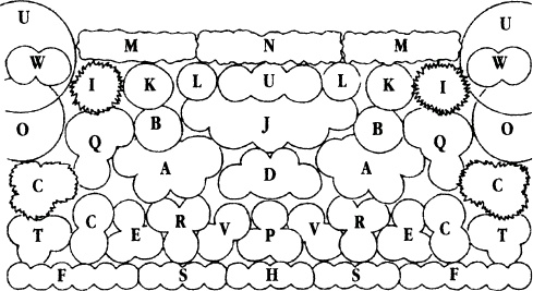 Иллюстрация к книге — Однолетние цветы рукотворной красоты [i_005.jpg]