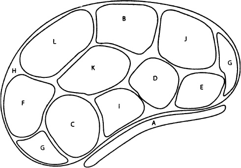 Иллюстрация к книге — Однолетние цветы рукотворной красоты [i_007.jpg]