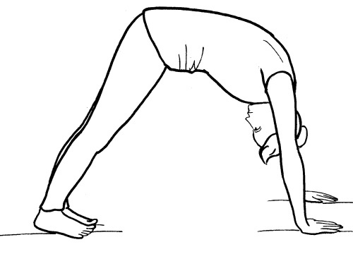 Иллюстрация к книге — Йога для всех. Путь к здоровью [i_312.jpg]