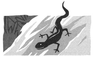 Иллюстрация к книге — Поезд пишет пароходу [i_006.jpg]