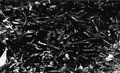 Иллюстрация к книге — Их послал на смерть Жуков? Гибель армии генерала Ефремова [i_076.jpg]