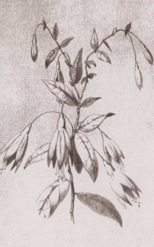 Иллюстрация к книге — Крупская [i_007.jpg]