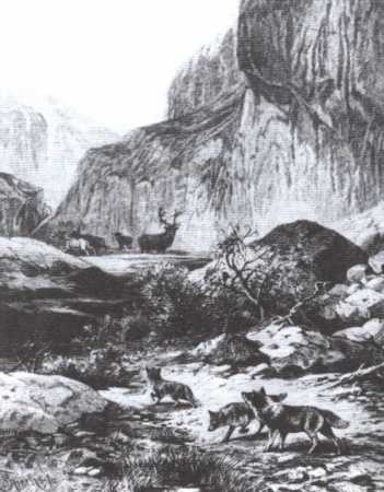 Иллюстрация к книге — Брем [i_020.jpg]