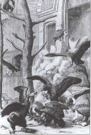 Иллюстрация к книге — Брем [i_023.jpg]