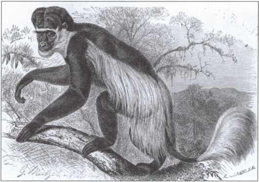 Иллюстрация к книге — Брем [i_025.jpg]