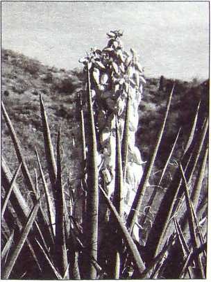 Иллюстрация к книге — Карлос Кастанеда. Путь мага и воина духа [i_006.jpg]