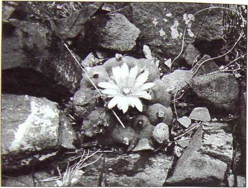 Иллюстрация к книге — Карлос Кастанеда. Путь мага и воина духа [i_016.jpg]