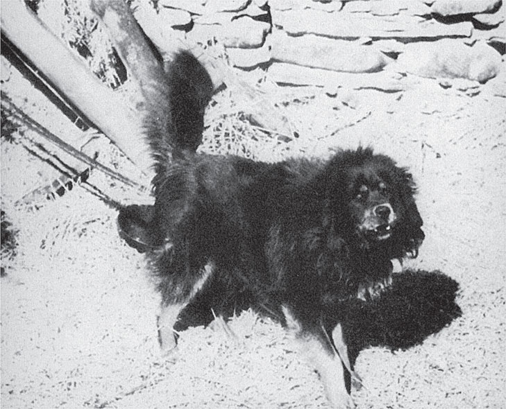 Иллюстрация к книге — Семь лет в Тибете. Моя жизнь при дворе Далай-ламы [_12.jpg]