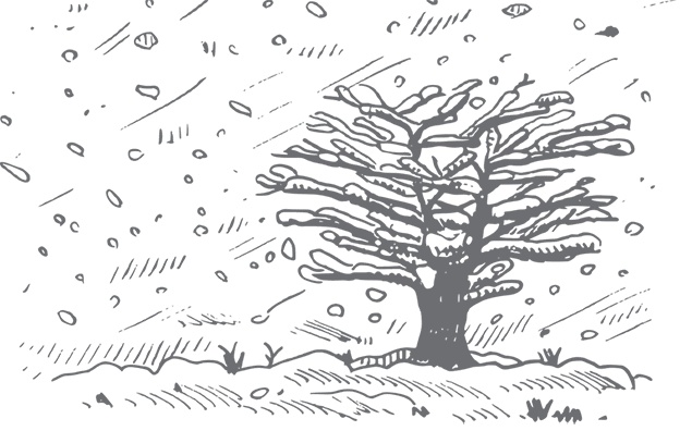 Иллюстрация к книге — Кухня. Записки повара [i_029.jpg]