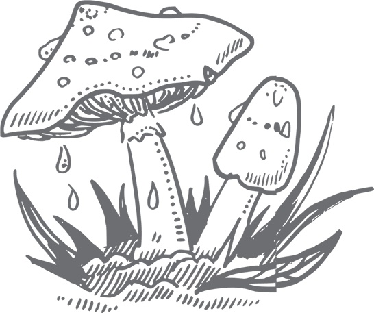 Иллюстрация к книге — Кухня. Записки повара [i_051.jpg]