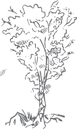 Иллюстрация к книге — Кухня. Записки повара [i_069.jpg]