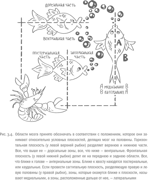 Иллюстрация к книге — Воля и самоконтроль. Как гены и мозг мешают нам бороться с соблазнами [i_014.jpg]