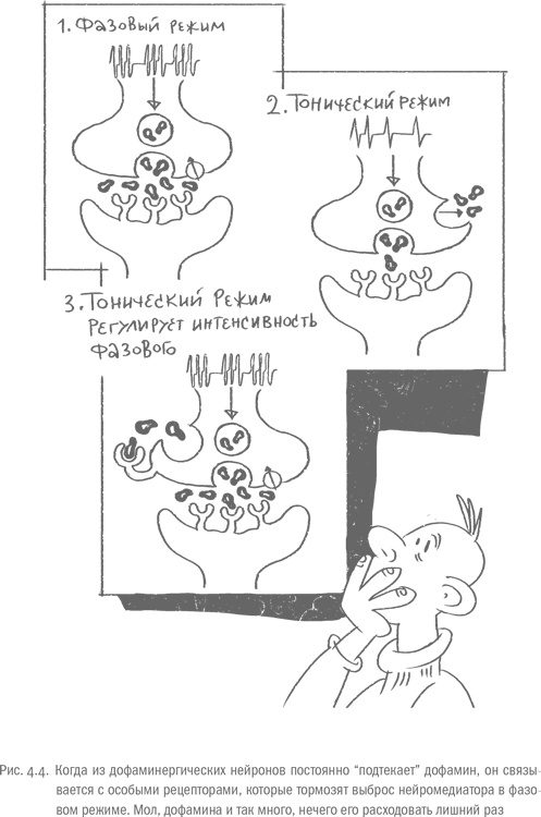 Иллюстрация к книге — Воля и самоконтроль. Как гены и мозг мешают нам бороться с соблазнами [i_031.jpg]