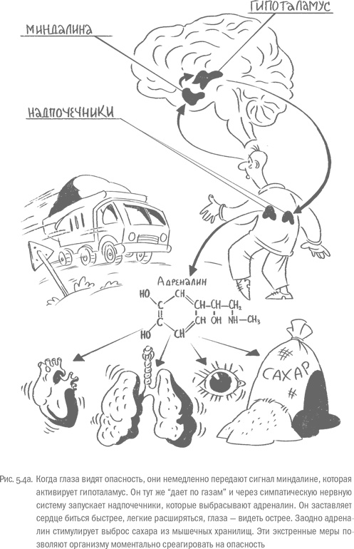 Иллюстрация к книге — Воля и самоконтроль. Как гены и мозг мешают нам бороться с соблазнами [i_042.jpg]