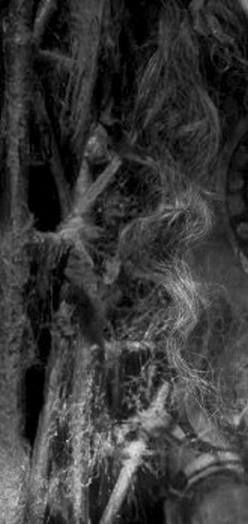 Иллюстрация к книге — Режиссеры настоящего. В 2 томах. Том 1. Визионеры и мегаломаны [i_050.jpg]