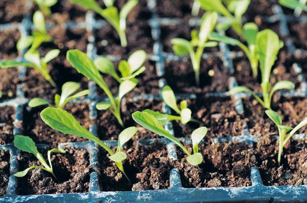 Иллюстрация к книге — Лагом. Шведские секреты счастливой жизни [i_010.jpg]