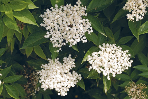 Иллюстрация к книге — Лагом. Шведские секреты счастливой жизни [i_058.jpg]