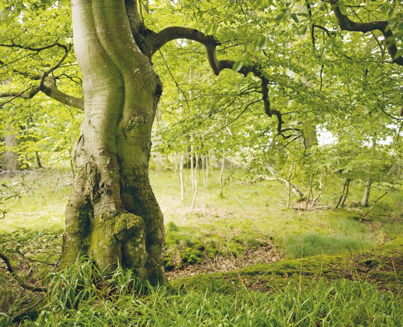 Иллюстрация к книге — Лагом. Шведские секреты счастливой жизни [i_097.jpg]