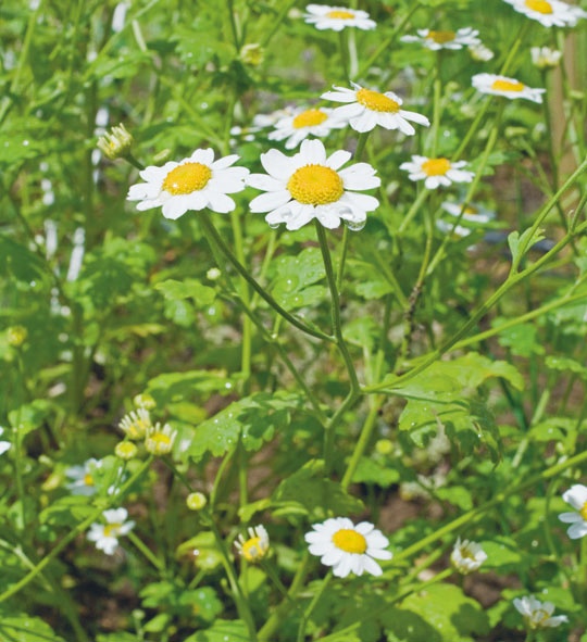 Иллюстрация к книге — Лагом. Шведские секреты счастливой жизни [i_099.jpg]