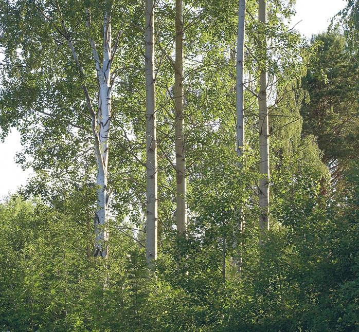 Иллюстрация к книге — Лагом. Шведские секреты счастливой жизни [i_114.jpg]