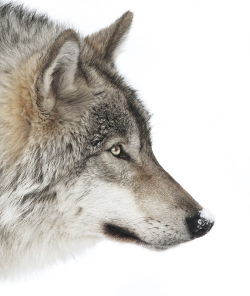 Иллюстрация к книге — Волк. Размышления о главном [i_002.jpg]