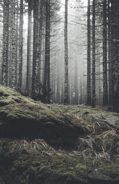 Иллюстрация к книге — Волк. Размышления о главном [i_004.jpg]