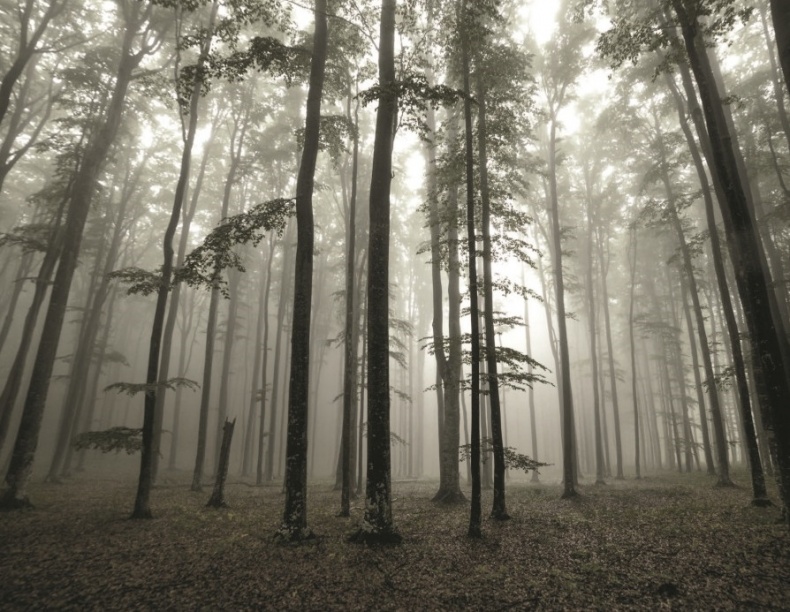 Иллюстрация к книге — Волк. Размышления о главном [i_007.jpg]