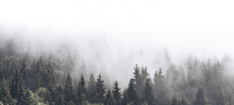 Иллюстрация к книге — Волк. Размышления о главном [i_011.jpg]