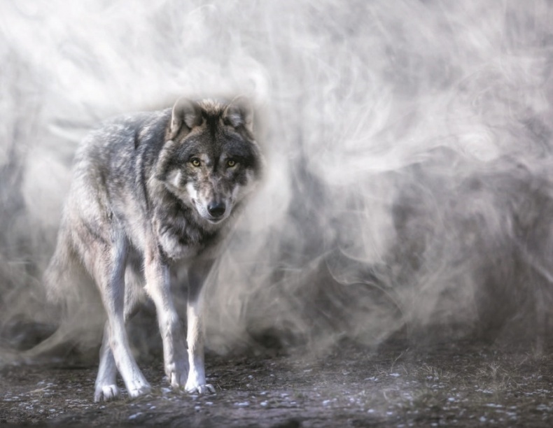 Иллюстрация к книге — Волк. Размышления о главном [i_013.jpg]