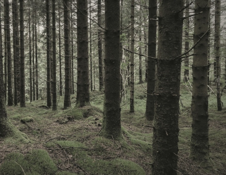 Иллюстрация к книге — Волк. Размышления о главном [i_018.jpg]