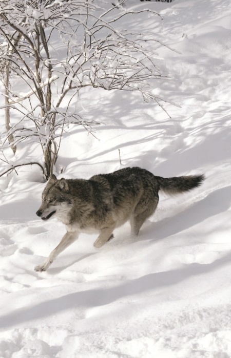 Иллюстрация к книге — Волк. Размышления о главном [i_019.jpg]