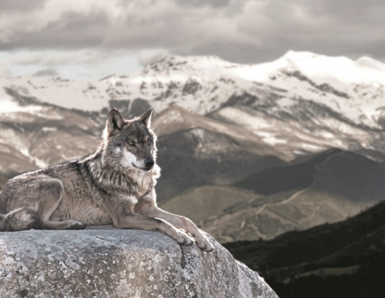 Иллюстрация к книге — Волк. Размышления о главном [i_025.jpg]