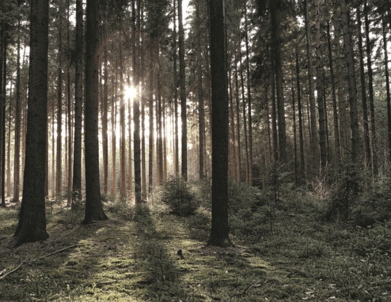 Иллюстрация к книге — Волк. Размышления о главном [i_028.jpg]