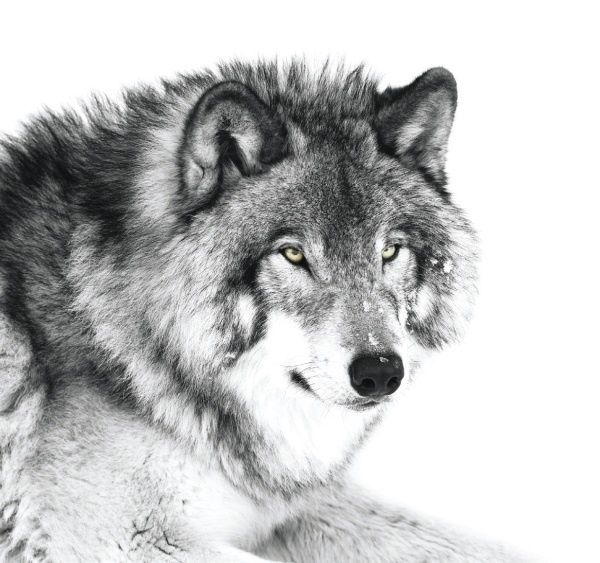 Иллюстрация к книге — Волк. Размышления о главном [i_031.jpg]