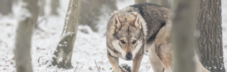 Иллюстрация к книге — Волк. Размышления о главном [i_032.jpg]