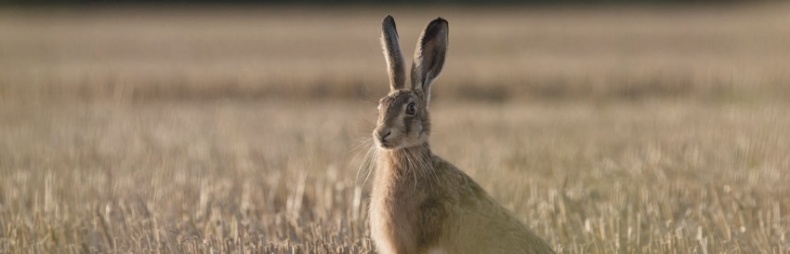 Иллюстрация к книге — Волк. Размышления о главном [i_033.jpg]