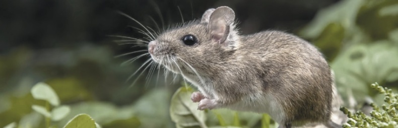 Иллюстрация к книге — Волк. Размышления о главном [i_036.jpg]